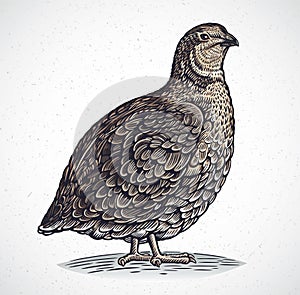 Graphical quail in engraving style photo