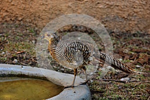 Quail