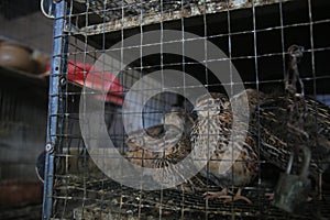 Quail animal for sale at fair