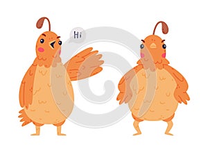 Quail Bird with Crest and Feathers Greeting and Standing with Frown Face Vector Set