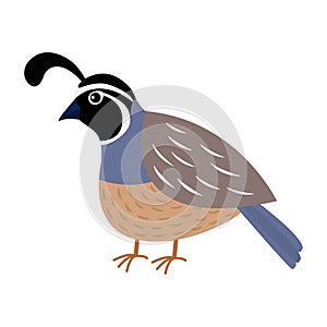 Quail bird. Cute cartoon character. Flat design. Isolated. White background.