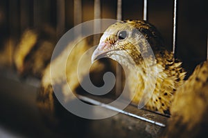 Quail bird farm egg cage organic animal poultry
