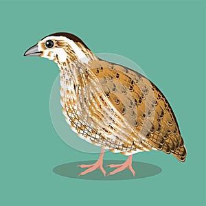 Quail bird vector