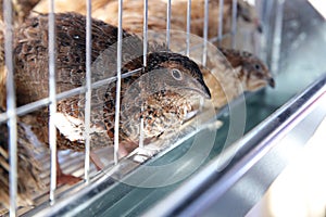 Quail in a cage