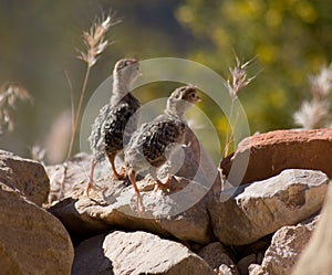 Quail chicks photo