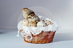 Quail chicks