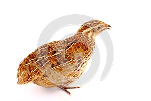 Quail
