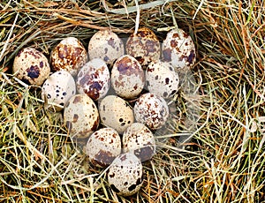 Quail dappled egg in the straw, close-up