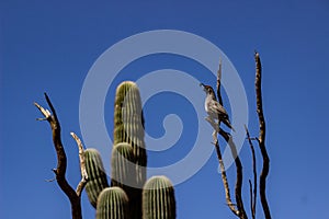 Quail in the desert