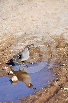 A Quail in the Desert, and its Reflection