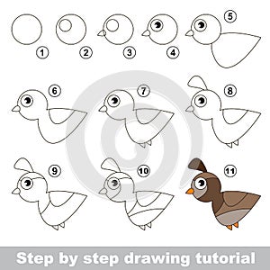 Quail. Drawing tutorial. photo
