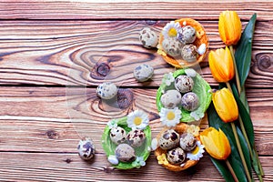 Quail easter eggs in nest