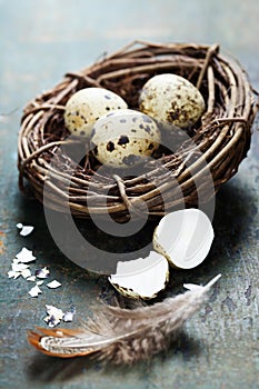 Quail easter eggs in a nest