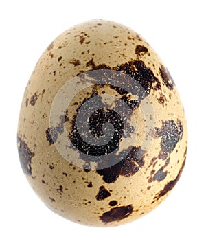 Quail egg