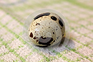 Quail egg