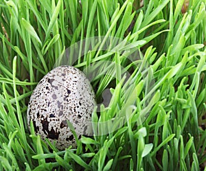 Quail egg in grass