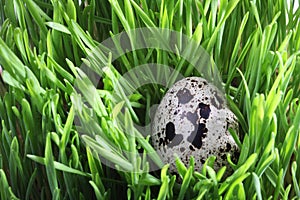 Quail egg in green grass