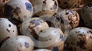 Quail egg group, closeup