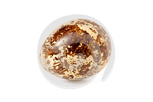 Quail egg isolated