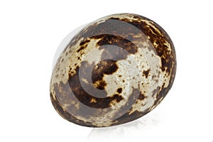 Quail egg isolated