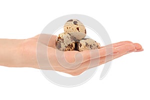 Quail egg isolated in hand