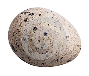 Quail egg isolated on white background