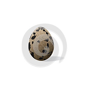 Quail egg isolated on the white background.