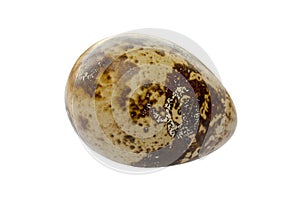 Quail egg isolated on white background, clipping path. One quail egg close-up. Brown quail egg isolated on white