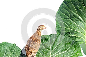 Quail with egg and leaf isolated on white .