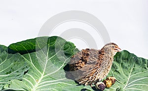 Quail with egg and leaf isolated on white .