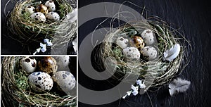 Quail Egg Montage