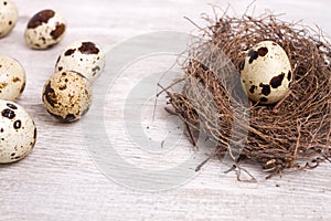 Quail egg in the nest