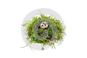 Quail egg in nest