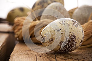 Quail egg and nest