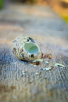 Quail egg from which the chick hatched