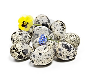 Quail eggs