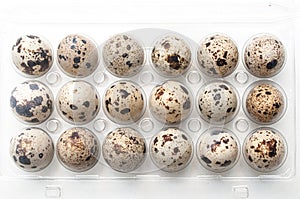 quail eggs alignment in a plastic box top vieuw on wh photo