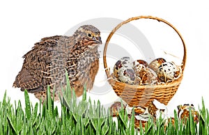Quail eggs in a basket and a quail