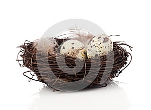 Quail eggs in birds nest