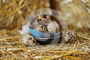Quail eggs in a blue ceramic cup on pressed straw .Organic products.Animal protein.Useful healthy food