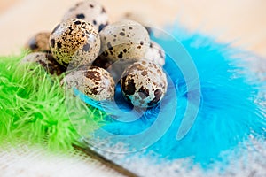 Quail eggs on blue feathers .Easter Background