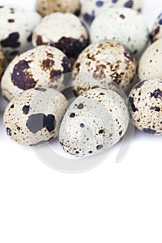 Quail eggs border