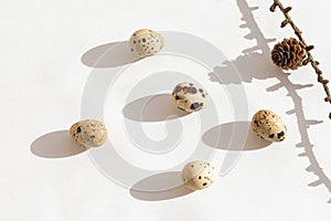 Quail eggs and branch with cone on pastel background. Easter creative concept. Top view