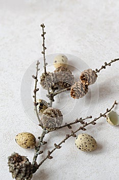 Quail eggs and branch with cones on pastel background. Easter concept