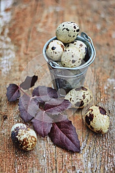 Quail eggs in a bucket photo