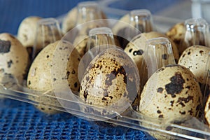 Quail Eggs in a Carton