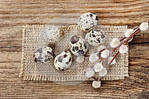 Quail eggs and catkins on rustic wooden table