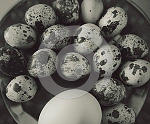 Quail eggs & chicken egg