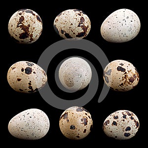 Quail eggs collection on black