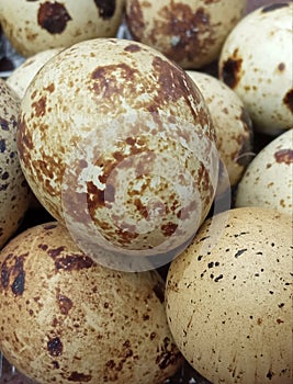 Quail eggs contain a lot of protein